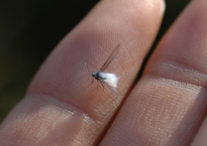 北海道で雪虫が大量発生 大量発生の原因と雪の正体は メタボでフリーターおっさん